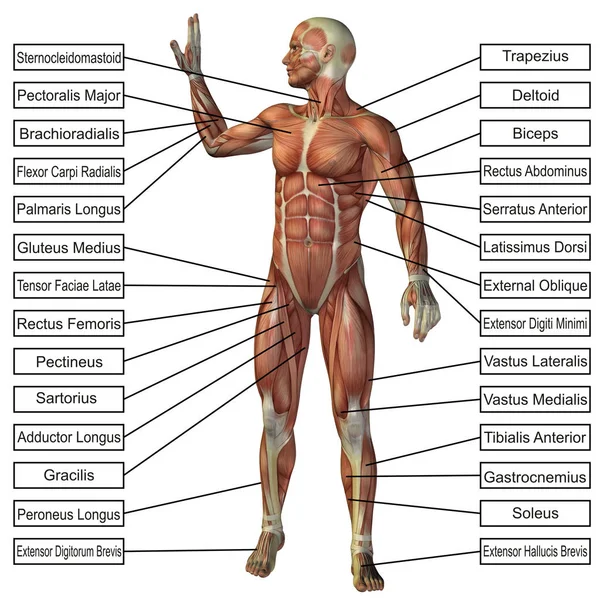 Uomo con muscoli e testo — Foto Stock