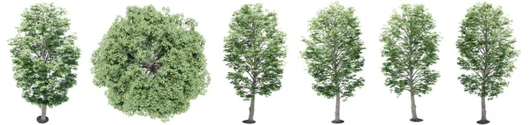 设置或收集在白色背景上隔离的绿色枫树。关于自然、生态和保护、力量和耐力、力量和生命的概念或概念说明3 — 图库照片