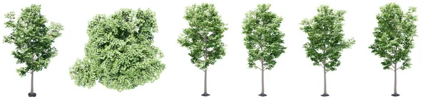 Set Collection Green Maple Trees Isolated White Background Concept Conceptual — Stock Photo, Image