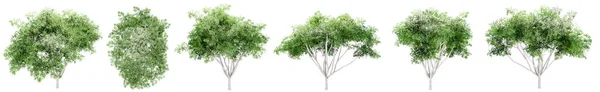 设置或收集在白色背景上隔离的绿树 关于自然 生态和保护 力量和耐力 力量和生命的概念或概念说明3 — 图库照片