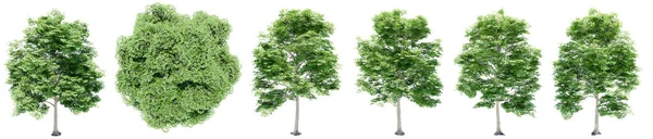 Set Collection Green Elm Trees Isolated White Background Concept Conceptual — Stock Photo, Image