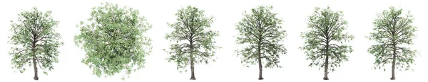 Ρύθμιση Συλλογή Πράσινων Δέντρων Που Απομονώνονται Λευκό Φόντο Έννοια Εννοιολογική — Φωτογραφία Αρχείου