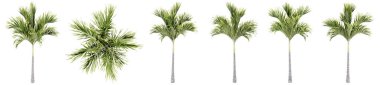 Beyaz arkaplanda izole edilmiş yeşil palmiye ağaçları seti veya koleksiyonu. Doğa, ekoloji ve korunma, güç ve dayanıklılık, kuvvet ve yaşam için kavramsal veya kavramsal 3D illüstrasyon