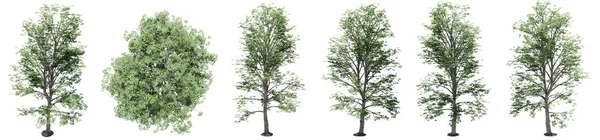 Ρύθμιση Συλλογή Πράσινων Δένδρων Σφενδάμου Που Απομονώνονται Λευκό Φόντο Έννοια — Φωτογραφία Αρχείου