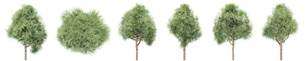 Σετ Συλλογή Πράσινων Δέντρων Angophora Costata Που Απομονώνονται Λευκό Φόντο — Φωτογραφία Αρχείου