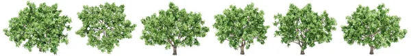Set Eller Samling Gröna Pilträd Isolerad Vit Bakgrund Begreppet Eller — Stockfoto