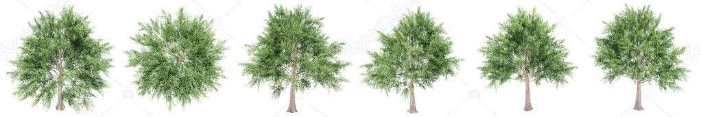 Set or collection of green Norway maple trees isolated on white background. Concept or conceptual 3d illustration for nature, ecology and conservation, strength and endurance, force and life — Stock Image Set Collection Green Norway Maple Trees Isolated White Background Concept Stock Picture