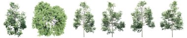 Beyaz arkaplanda izole edilmiş yeşil ağaç kümesi veya koleksiyonu. Doğa, ekoloji ve korunma, güç ve dayanıklılık, kuvvet ve yaşam için kavramsal veya kavramsal 3D illüstrasyon