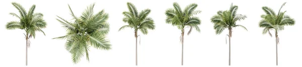 Set Collection Green Palm Trees Isolated White Background Concept Conceptual — Stock Photo, Image