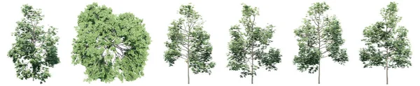 Набор Коллекция Зеленых Деревьев Изолированных Белом Фоне Концепция Концептуальная Иллюстрация — стоковое фото