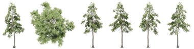 Beyaz arka planda izole edilmiş yeşil çam ağaçları seti veya koleksiyonu. Doğa, ekoloji ve korunma, güç ve dayanıklılık, kuvvet ve yaşam için kavramsal veya kavramsal 3D illüstrasyon