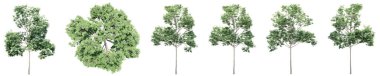Beyaz arkaplanda izole edilmiş yeşil ağaç kümesi veya koleksiyonu. Doğa, ekoloji ve korunma, güç ve dayanıklılık, kuvvet ve yaşam için kavramsal veya kavramsal 3D illüstrasyon