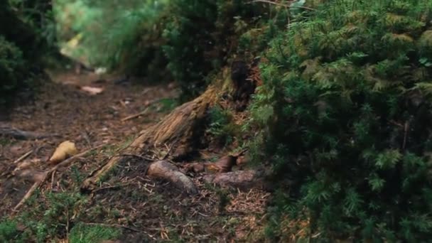 Anciant mistik orman ile eski iz — Stok video