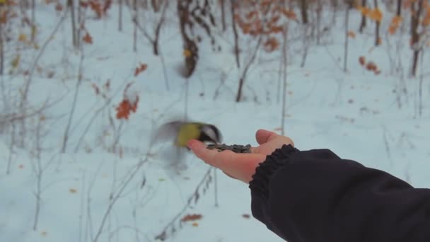Belo tomtit amarelo comendo de uma mão — Vídeo de Stock
