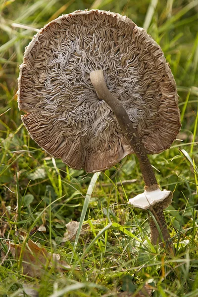 Setas en el bosque — Foto de Stock