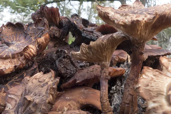 Setas en el bosque — Foto de Stock