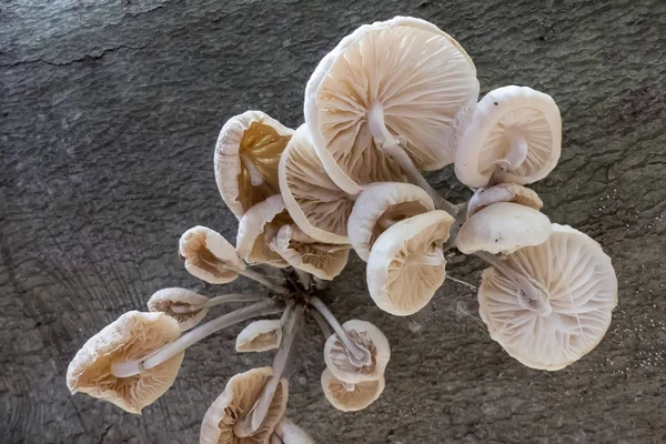 Setas en el bosque — Foto de Stock