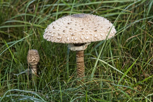 Pilz im Wald Stockbild