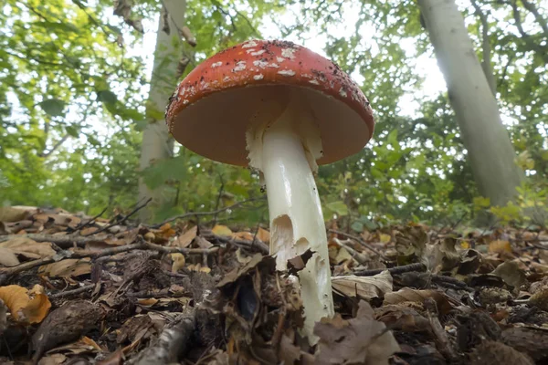 Setas en el bosque — Foto de Stock