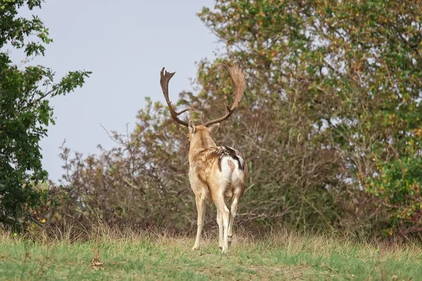 Mannelijke damherten in de periode van de val — Stockfoto