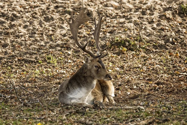 Mannelijke damherten in de periode van de val — Stockfoto