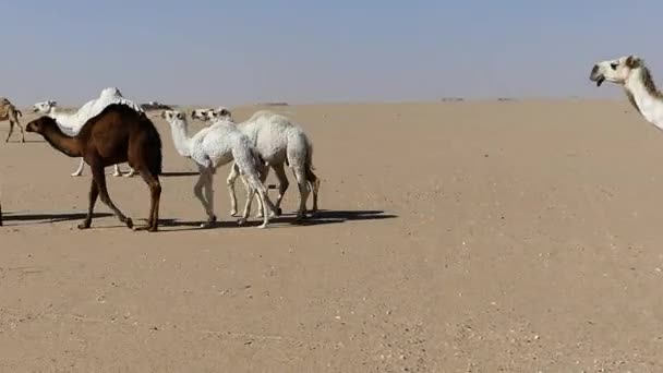 Cammelli Che Camminano Nel Deserto — Video Stock