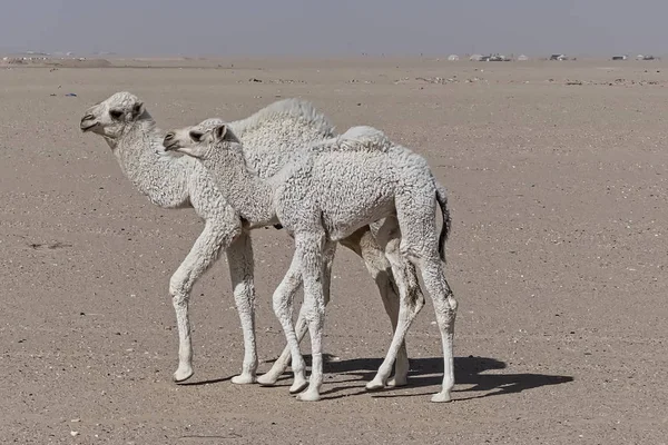 Camelos Caminhando Deserto Bebês — Fotografia de Stock