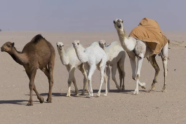 Καμήλες Περπάτημα Στην Έρημο Μητέρα Και Μωρά — Φωτογραφία Αρχείου