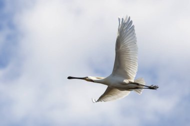 geniş kanatlı beyaz uçan kaşıkçı