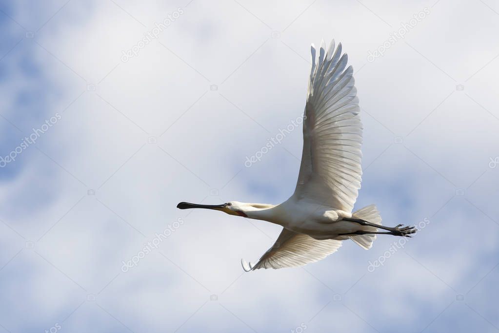 white flying spoonbill with wide wings