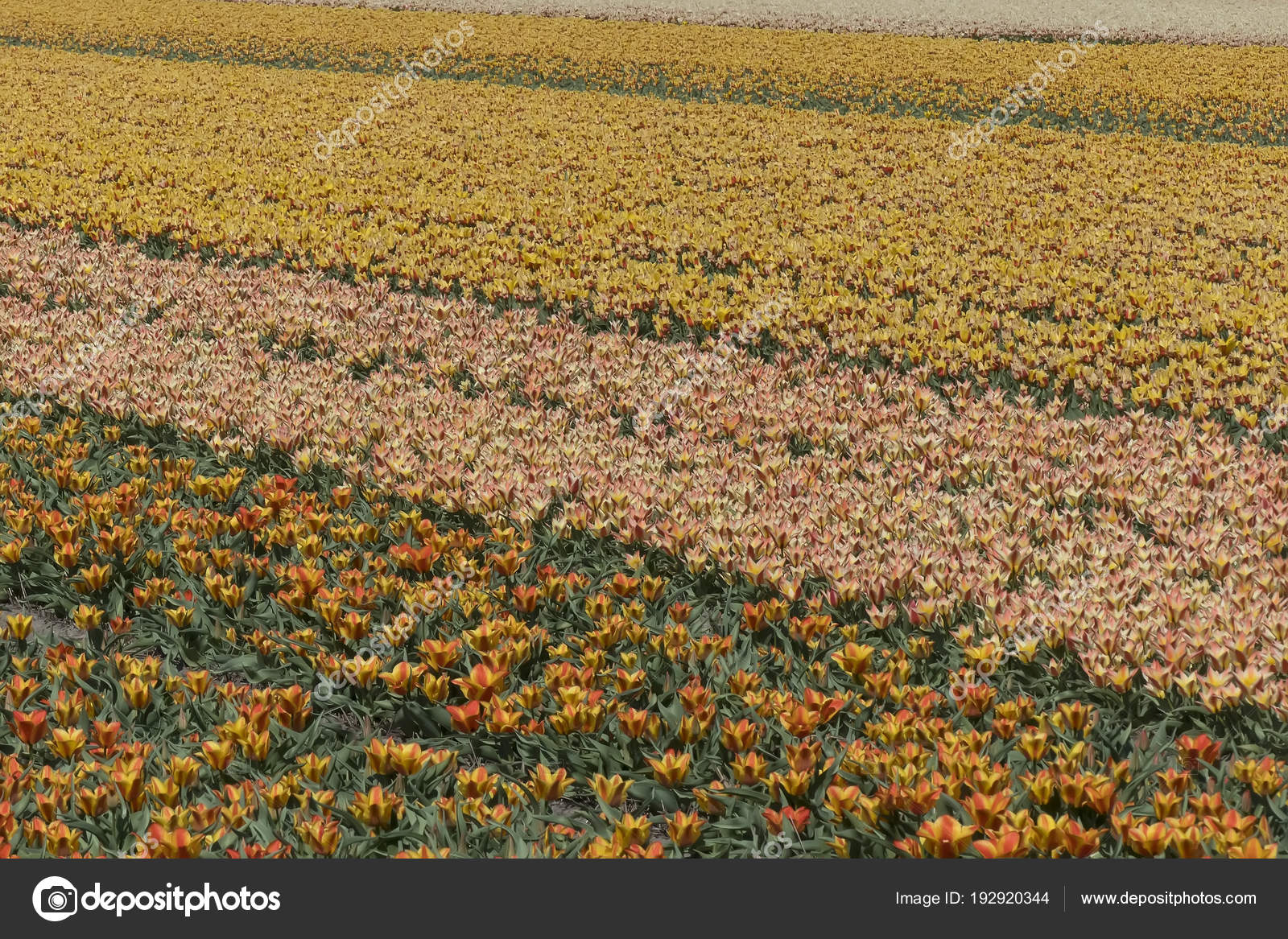 Holländische Blumenzwiebelwiese Bei Keukenhof Gärten