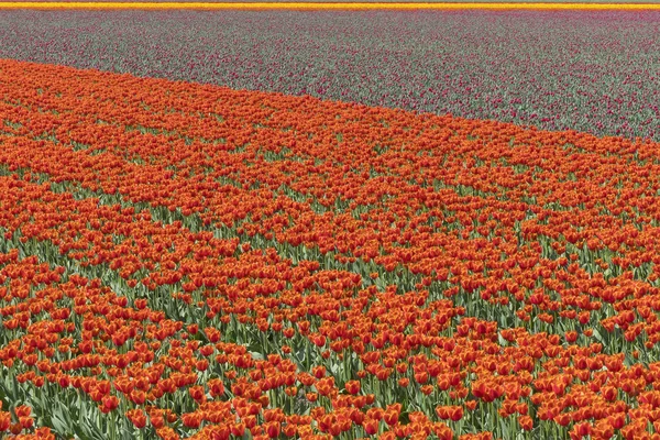 Nederlandse Flowerfield Van Lamp Buurt Van Tuinen Van Keukenhof — Stockfoto