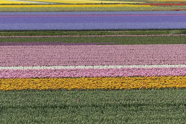 Holländische Blumenzwiebelwiese Bei Keukenhof Gärten — Stockfoto