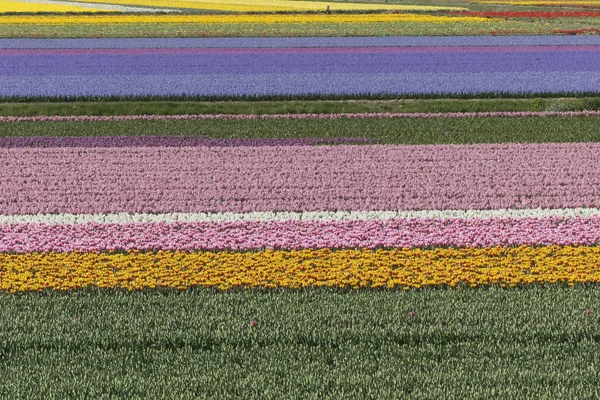 Bulbo Holandês Flowerfield Perto Jardins Keukenhof — Fotografia de Stock