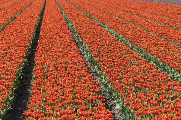 Bulbo Holandês Flowerfield Perto Jardins Keukenhof — Fotografia de Stock