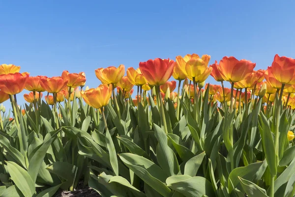 Holandské Žárovky Flowerfield Poblíž Zahrady Keukenhof — Stock fotografie