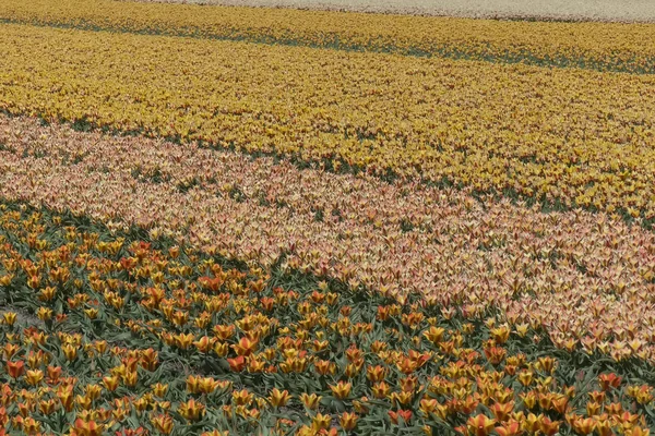 Dutch Bulb Flowerfield Vicino Giardini Keukenhof — Foto Stock