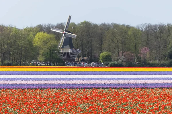 Holenderski Flowerfield Żarówki Pobliżu Ogrodów Keukenhof Tło Nieba Jasne Czerwone — Zdjęcie stockowe