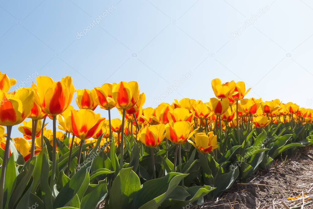 Dutch Bulb Flowerfield near Keukenhof gardens. 