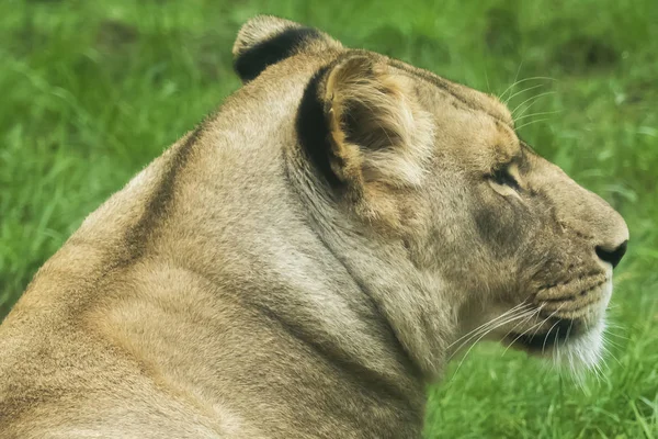 Closeup Lioness Lying — Stock Photo, Image