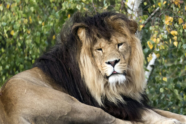 Closeup of lion lying down