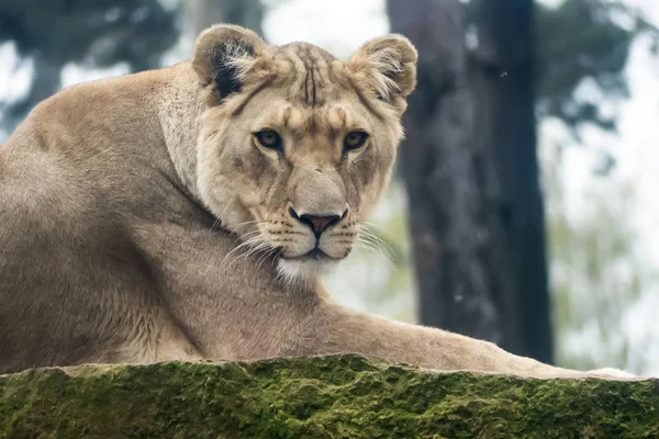 Zbliżenie Lwicy Leżącej — Zdjęcie stockowe