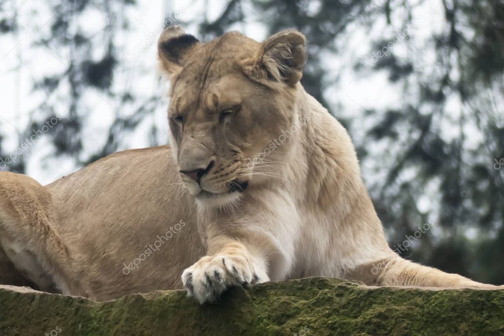 Closeup of lioness lying down