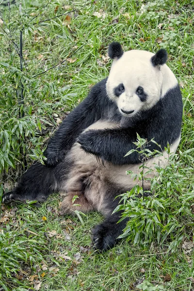 Medvědec Panda Ailuropoda Melanoleuca — Stock fotografie