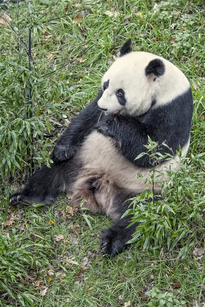 Niedźwiedź Olbrzymi Panda Ailuropoda Kinia — Zdjęcie stockowe