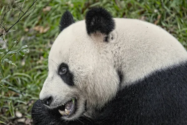 Orso Panda Gigante Ailuropoda Melanoleuca — Foto Stock