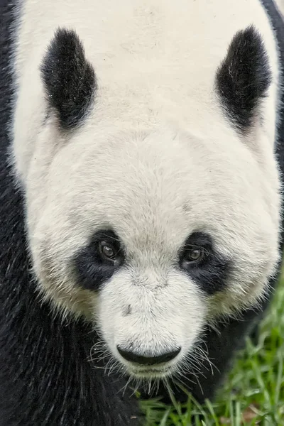 Medvědec Panda Ailuropoda Melanoleuca — Stock fotografie