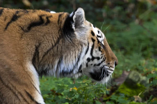 Tygrys Syberyjski Bliska — Zdjęcie stockowe