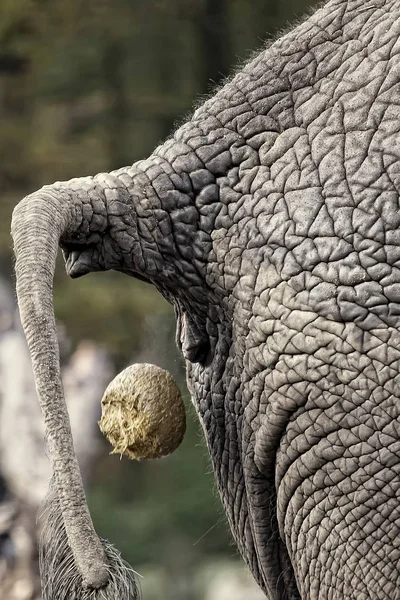 Afrikanischer Elefant Macht Eine Scheiße Aus Nächster Nähe — Stockfoto