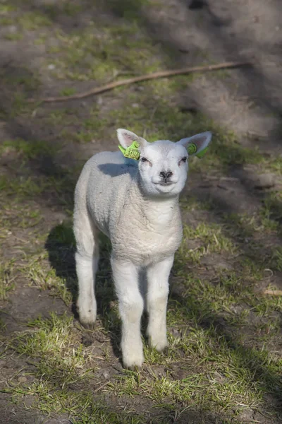 太陽を楽しむ新生子羊 — ストック写真